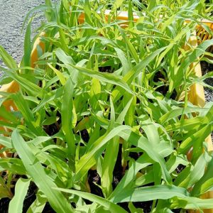 5 cây bắp nếp trồng kịp tết