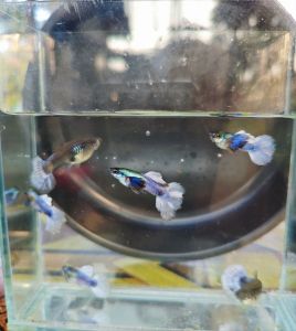 🔥 HOT 🔥 Dumbo White Guppy Ready Breed 1 Pair
