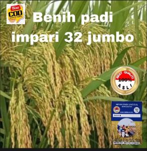 BENIH PADI IMPARI 32 SUPER JUMBO UNGGUL BERKUALITAS 1KG