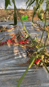 Pupuk Organik Cabai 500ml | Nutrisi Tanaman Cabai | POC Cabai Rawit Subur & Cabai Berbuah Lebat