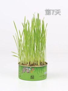 Cat Grass Planting Kit Fast Growing Improve Hair Ball Organic Wheatgrass Seed Grass Catnip 猫草