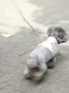 เชือกสายจูงสุนัข - สุนัขฉุดเชือกสายจูงสุนัขแมวเชือกแมวสัตว์เลี้ยงสายอกห่วงโซ่