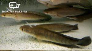BRBN Channa Red Marulioides - Channa - Snakehead - Ikan Channa - Aquarium Freshwater Fish / Ikan Air Tawar