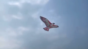 ว่าว ลายนกอินทรีย์ ว่าวไล่นก ว่าวนก แถมเชือก30เมตร