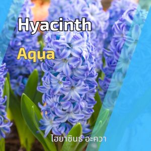 หัวลิลลี่ ไฮยาซิน ว่านสีทิศ ทิวลิป ต้นไม้ฟอกอากาศ และเมล็ดดอกไม้ ซึ่งใช้จ่ายแรก ๆ ในการนอนหลับ