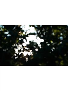 Lotor Multifunction healthpot1.5l Glass electric kettle kitchen cooker soup teakettle小浣熊养生壶家用多功能迷你养身壶茶壶智能玻璃花煮茶器开水壶自动烧水壶汤锅