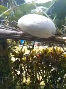 Benincasa hispida wax gourd condol