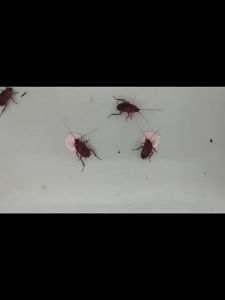 20 Pieces/box  cockroaches killer  eco gel bait Cockroach Bait Trap Killer Non-toxic Safe cockroaches trap Cockroach Killing Bait crockroach killer cockroaches and their eggs perangkap lipas ubat lipas cockroaches repellent insect baits traps 蟑螂药