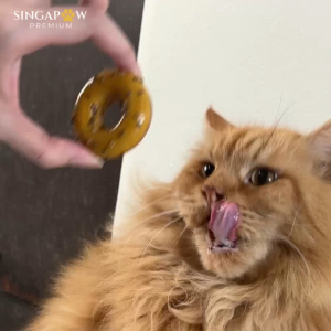 CatWant Silvervine Donut Handmade Cleans Teeth Feline Cat Toy