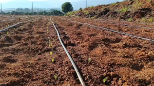 ซื้อ 1 แถม 1 โปรโมชั่นเบอเคซ่า ท้าทดลอง BKS6303 (ถุง 5 ก.ก. * 2 ถุง รวม 10 กก.) เมล็ดพันธุ์ข้าวโพดเลี้ยงสัตว์