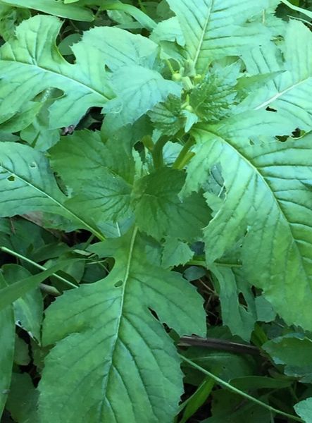 Daun Sintrong Segar baru dipetik neto 500Gram