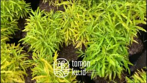 Tanaman Hias Brokoli Kuning Akasia Kuning Kuning