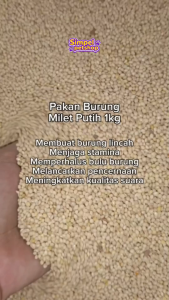 Milet PUTIH Pakan Burung 1kg Pakan Burung CANARI PERKUTUT LOVEBIRD PARKIT DLL