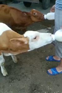 ถูกมาก ขวดนมวัว แพะ 1ลิตร ขวดให้นมลูกวัว เหยือกให้นมวัว ขวดนมสัตว์เลี้ยง