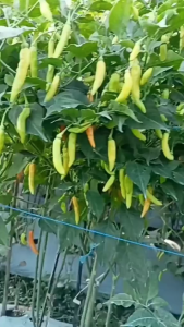 Benih Cabe Rawit Putih OKKY JAWARA 5gr Original Segel Pabrik Produk Unggulan Jawara