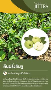 จิตตรา ต้นพันธุ์ฝรั่งกิมจู กิ่งตอนสูง 60-80 ซม. ปลูกปีเดียวติดลูก พร้อมส่ง เครมฟรี ต้นพันธุ์ผลไม้ ต้นเตี้ย ผลดก