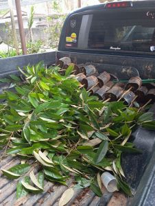 ตันทุเรียนพันธุ์พื้นเมือง(ทุเรียนบ้าน)ยังไม่ได้เสียบยอด ชุด10ต้นแถม1ต้น