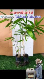 ไผ่สีทอง ไผ่มงคล ไผ่ทอง ไผ่สวยงาม ไม้มงคล