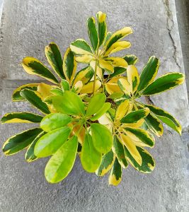 Tanaman Hias Walisongo Varigata