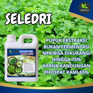 Pupuk Organik Cair Seledri: Pelebat Daun Seledri Pembesar Batang dan Daun Seledri 1 Liter INTERFARM