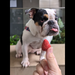 OMAKASE FREEZE DRIED Strawberry Dog & Cat Single Ingredient Dehydrated Pet Treats