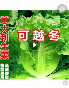 Benih Sayur Salad Italy (200 Seeds)/意大利生菜籽/ Itali Sayur Salad  Seeds