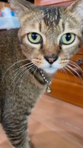 ไล่สุนัข สเปรย์ไล่หมา ไล่แมวฉี่ บ้าน น้ำยา ไล่แมวขี้ไล่หมาแมว ชุดเค็มเพิ่มขึ้นมาก