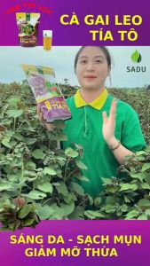 Trà cà gai leo tía tô Sadu bịch 500g 100 TÚI LỌC