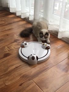 Pet World Cat Kitten Hidden Running Spinning Mouse Cat Toy / Play Speed Circuit