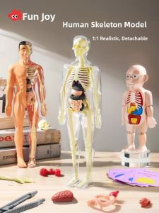 FUZAO | Disassemblable Anatomy Model Toy with 3D Skeleton and Organs