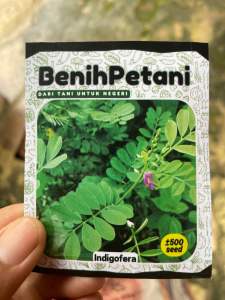 500 Benih bibit rumput pakan ternak indigofera kaya protein nitrogen fosfor dan kalsium