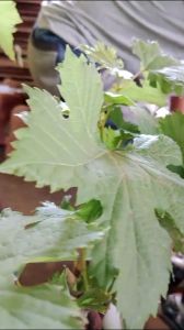 BIBIT ANGGUR IMPORT JUPITER SEEDLES MUDAH PERAWATAN