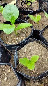 Bibit Angkung Tanaman Angkung Herbal
