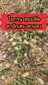 บานไม่รู้โรยป่า สมุนไพรธรรมชาติ เก็บสดทั้งต้น 300กรัม