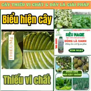 Phân bón vi lượng siêu magie biogreen chai pha sẵn giúp cây trồng hấp thụ dinh dưỡng hạ phèn cho đất lá xanh mập thân trị vàng đỏ lá gân xanh trên cây rau màu hoa cây cảnh bonsaicây ăn quả cây trong nhà