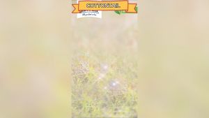 Happy Cat Urin Care Repack 400gr: Makanan Kucing Untuk Kesehatan Urin