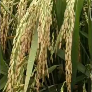 PADI PREMIUM SR V3 TERBARU SRV3 BERAT 5 KG