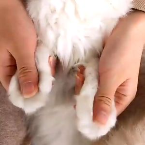 GPSS- Gunting Kuku + Kikir Kucing Anjing Kelinci Super Tajam Gunting Kuku Hewan Grooming Pet Nail