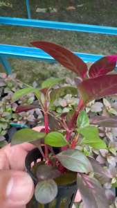 Alternanthera Dentata Live Semi-Aquatic Plant | Purple Foliage | Paludarium & Terrarium Plant