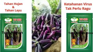 Benih Bibit Terong Ungu Panjang Tahan Layu JAGUAR F1 500s Cap You Seed