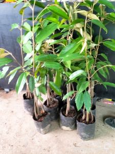 ต้นทุเรียน ถูกๆ หมอนทอง 3ราก  ต้นทุเรียนแคะ#พันธ์เตี๋ย#ทรงกระโด่ง# ขนาดต้นพร้อมปลูก #dly ขนาด70-80ซ.ม