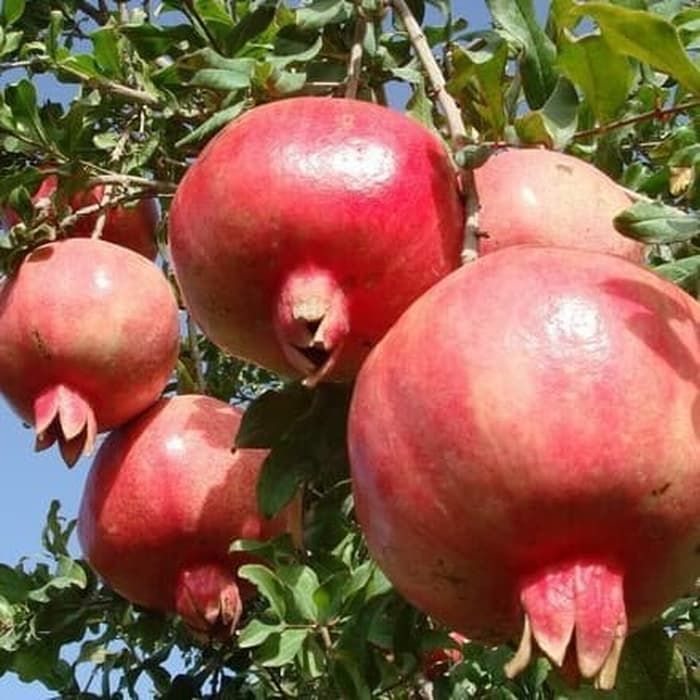 8%20BUTIR%20BIJI/BENIH%20TANAMAN%20DELIMA%20MERAH%20(Masa%20berkecambah%2030-40%20harian)%20-%20Image%205