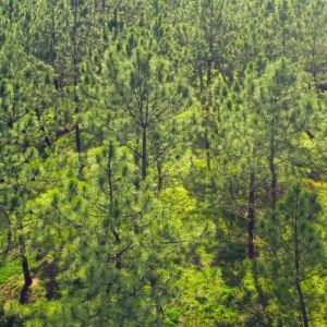 Flysheet Hexagon Naturehike NH22ZP009 400x350cm Waterproof Canopy Tarp Full Set Atap Tenda Camping Piknik Dengan Tiang