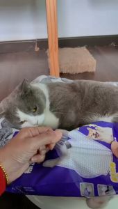 Pet Grooming Bath Glove Gentle Shedding Brush Glove Efficient Pet Hair Remover Sarung Tangan Shampoo Kucing