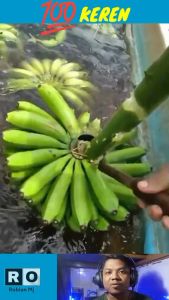 Alat Sisir Pisang & Pisau Sisir Pisang Susruk