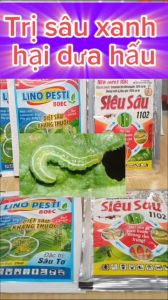 diệt trừ sâu xanh trên dưa hấu