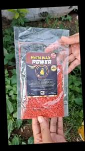 Voer Pakan Burung Nutri Maxx merah mini Gacor/Makanan Burung/Pakan Burung Pleci Prenjak Ciblek