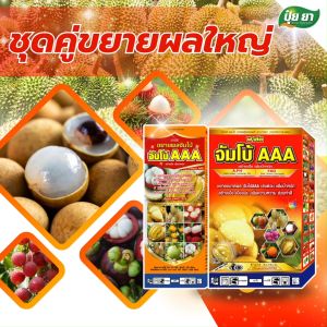 ขยายผลมังคุด เร่งหวาน สร้างเนื้อ สีสวย เนื้อแน่น ก่อนเก็บ 15-30 วัน ฮอร์โมนพืช ปุ๋ยเกล็ด ปุ๋ยยา 1 ลิตร + 3 กก.