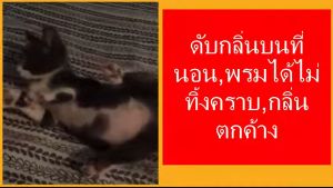 ดับกลิ่น แมว หนู กลิ่นฉี่ ในห้องสนิท หรือ กลิ่นฉี่ หนู ที่ Catclean