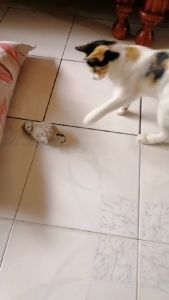 🔥Fast Delivery🔥Cat Toy Wireless Winding Mechanism Rat Mouse Cat Toys For Cat Dog Pet Trick Toy Squeaky Mouse Cat Mainan Kucing Murah